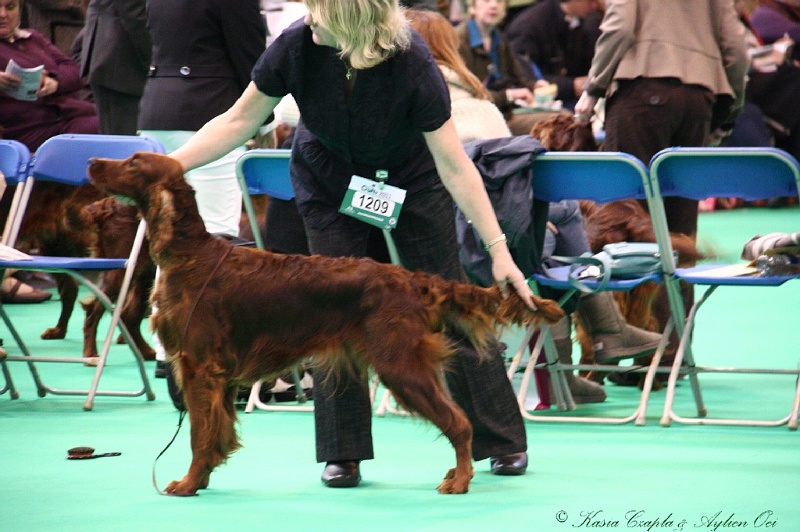 Crufts2011 300.jpg